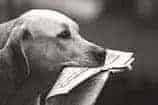 hund-zeitung-fotolia_625434_small