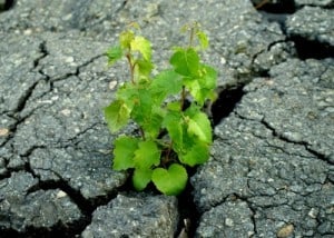 pflnzchen_granit_4643_4 pixelio pflnzchen_granit_4643_4 pixelio