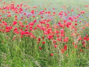 mohn mit ackerblumen, foto: kopp-wichmann mohn mit ackerblumen