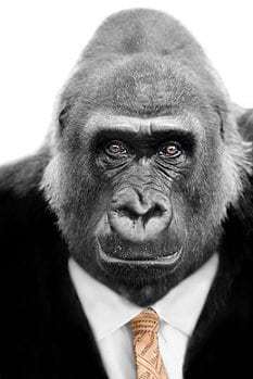 gorilla_xs_Sue Colvil - Fotolia gorilla_xs_Sue Colvil - Fotolia