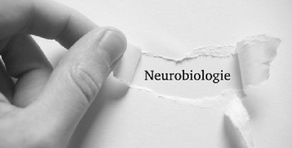 Coaching, Neurobiologie thingamajiggs fotolia-schmal-sw, rkwichmann persoenlichkeits-blog coaching, persönlichkeitsseminare, neurobiologie, kopp-wichmann, hüther, persoenlichkeits-blog