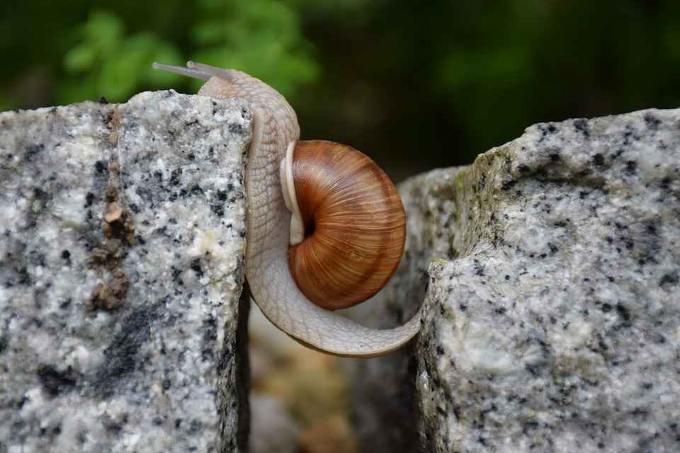 schnecke-hindernis-pixa schnecke-hindernis-pixa