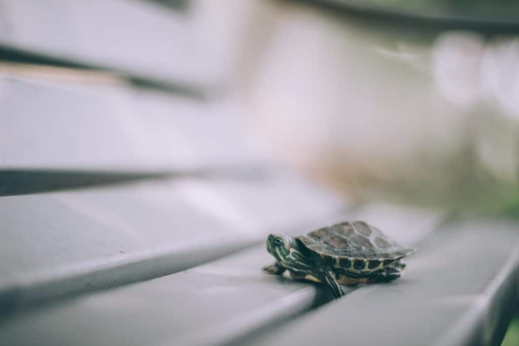 schildkröte stark sein, immer stark sein, die starke sein, kopp-wichmann, persoenlichkeits-blog