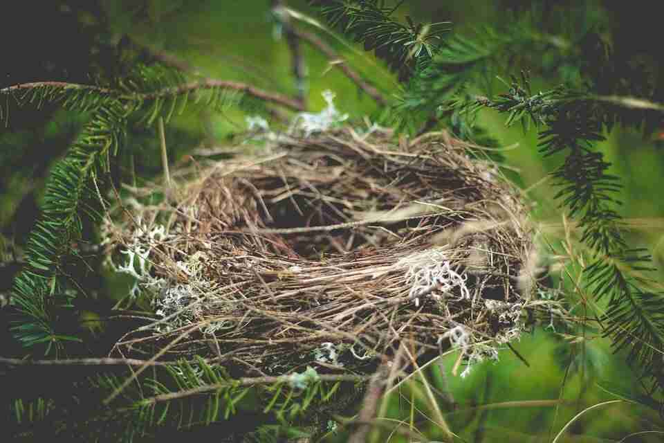 nest-918898_960_720