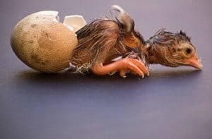 Huhn aus Ei xs iStock_000004386812XSmall Huhn aus Ei xs iStock_000004386812XSmall