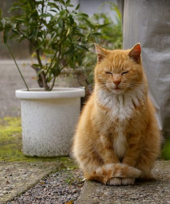 meditating cat_kwd_flickr. meditating cat_kwd_flickr.