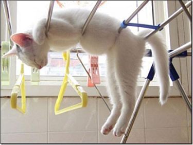 entspannte_katze_funnypagene-com entspannte_katze_funnypagene-com